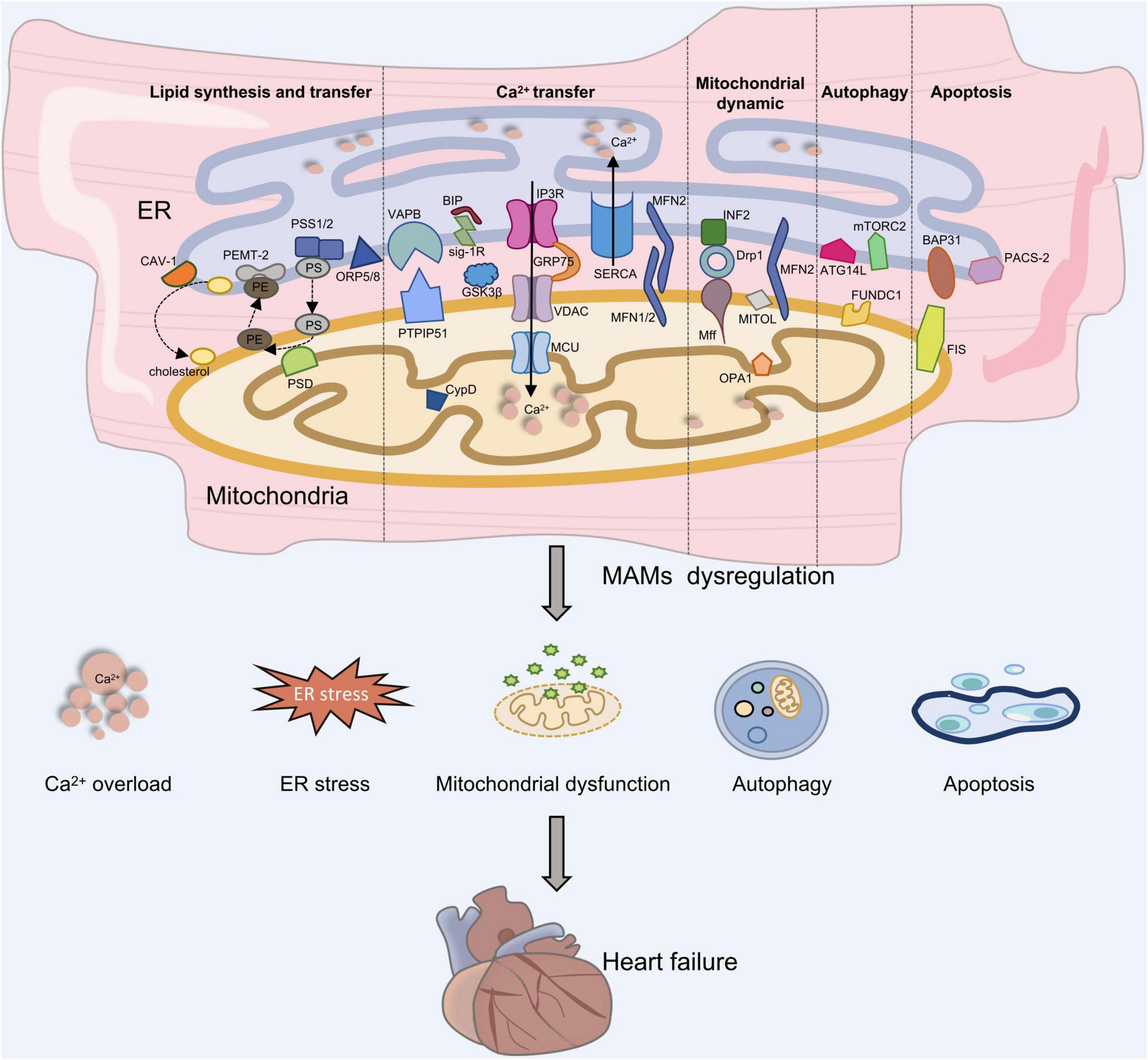 Mitochondria-associated endoplasmic reticulum membranes (MAMs): Possible therapeutic targets in heart failure